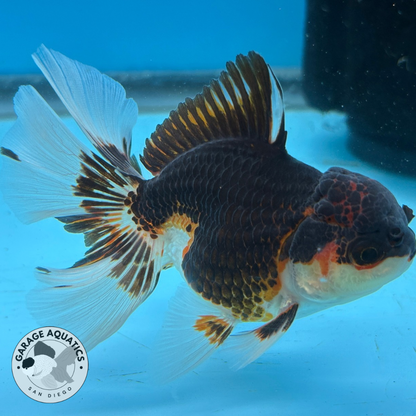 Thai Oranda Tri-Color Yuan Bao Orchid Tail Male 3” Body 7 Months (JC-038)