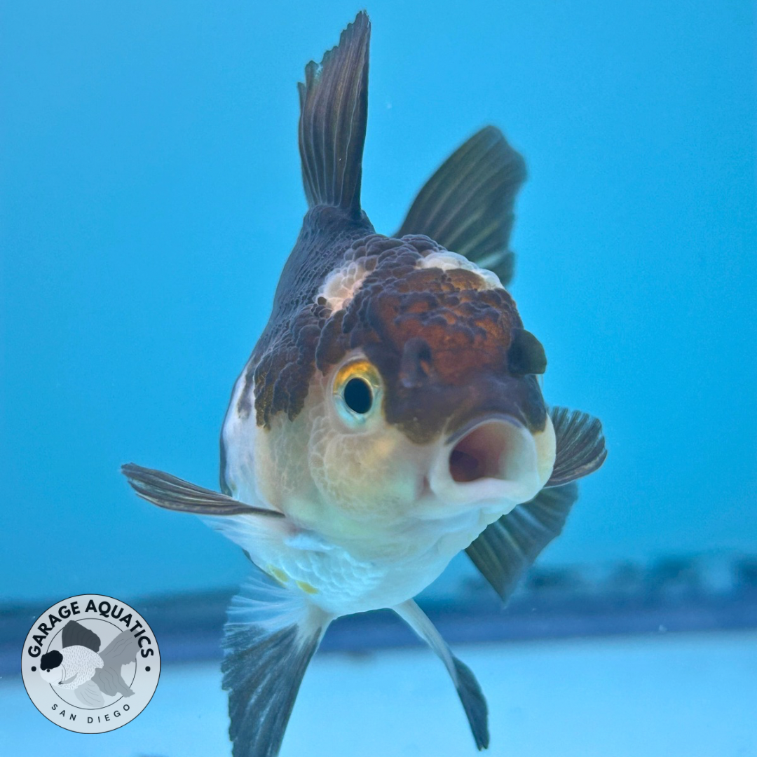 Live Premium Fancy Goldfish Thai Oranda Panda 2” body R1A01(JUS-003)