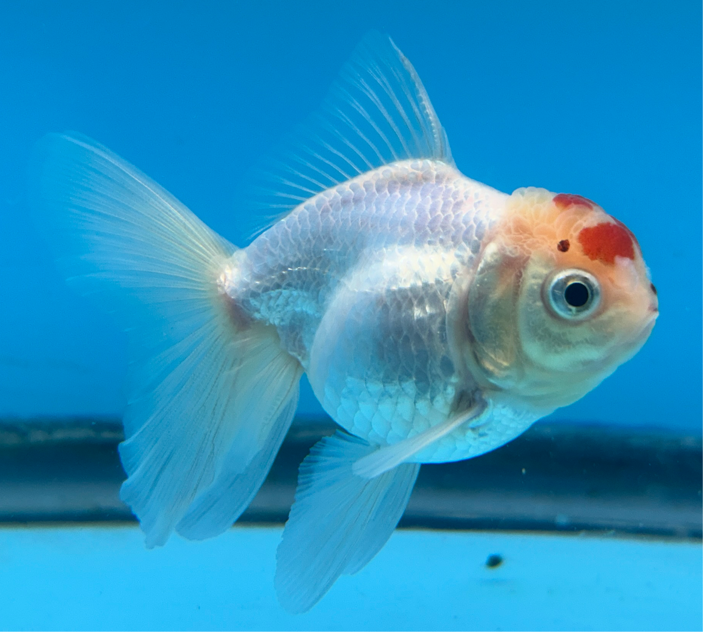 Thai Oranda Red & White Cap 2.5” Body Male 4 Months (JC-012)