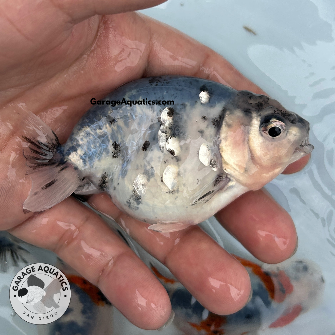 Live Fancy Goldfish Premium Select Our Choice Galaxy Calico Ranchu – Direct from Farm