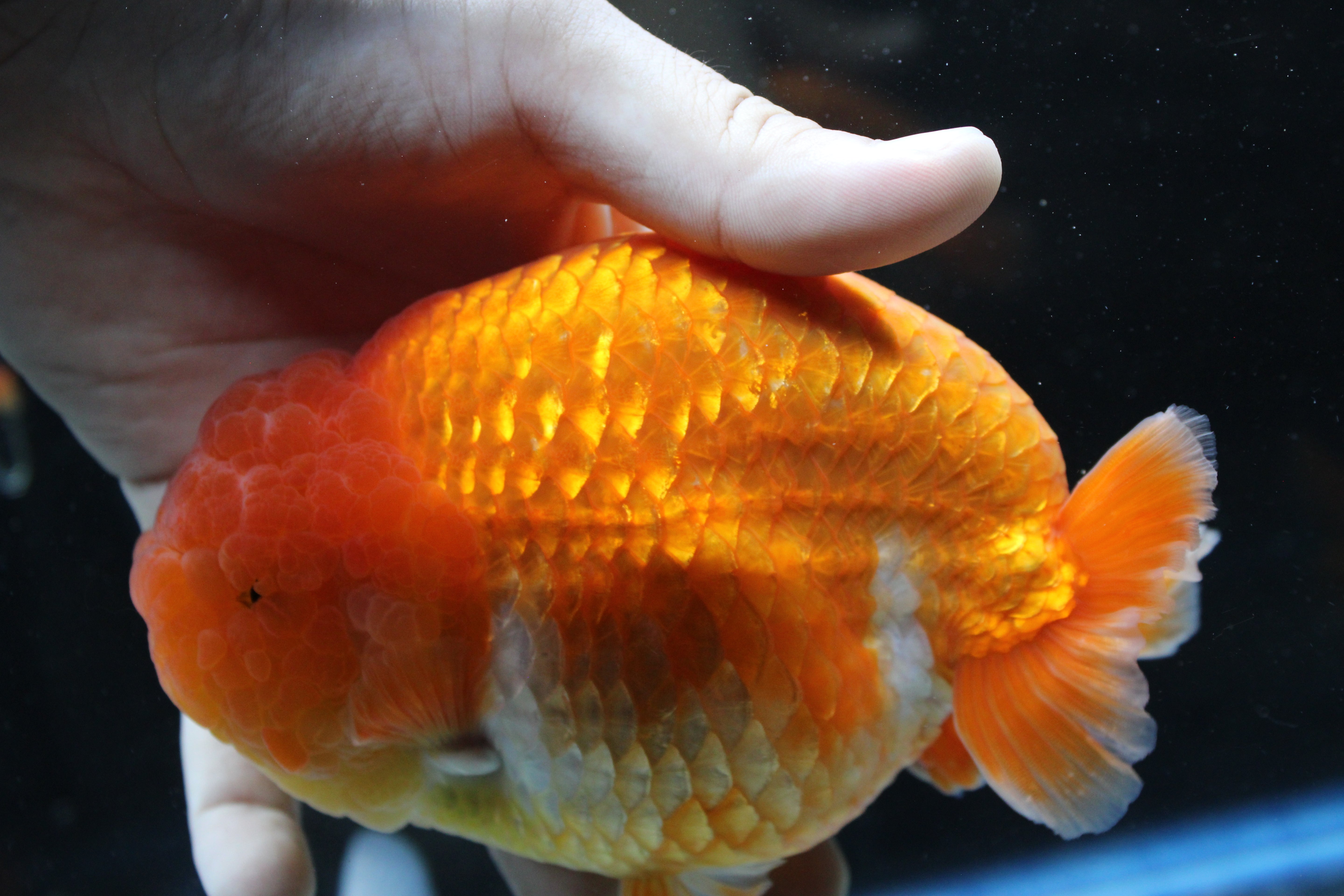 JUMBO/GIANT Thai Ranchu Lucky Red Short Tail 4.5" Strong Body Structure Male 9 Months