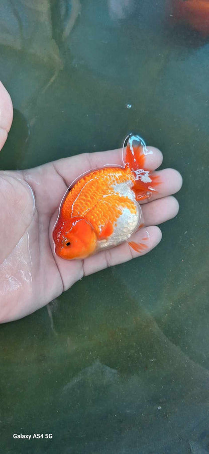 Live Fancy Premium Goldfish Thai Ranchu Red & White 3” Body 7 Months Direct From Farm (Our Choice)