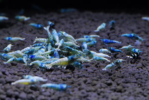 Live Freshwater Aquarium Shrimp Blue Bolt A/S Grade Shrimp (Caridina)