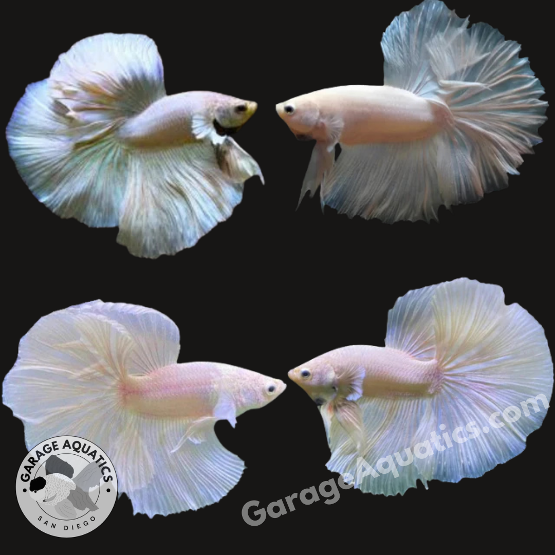 Live Male Betta Dumbo Opal Halfmoon (Our Choice)