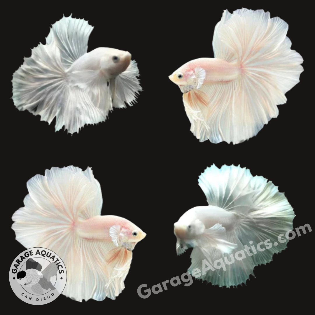 Live Male Betta Dumbo White Halfmoon (Our Choice)