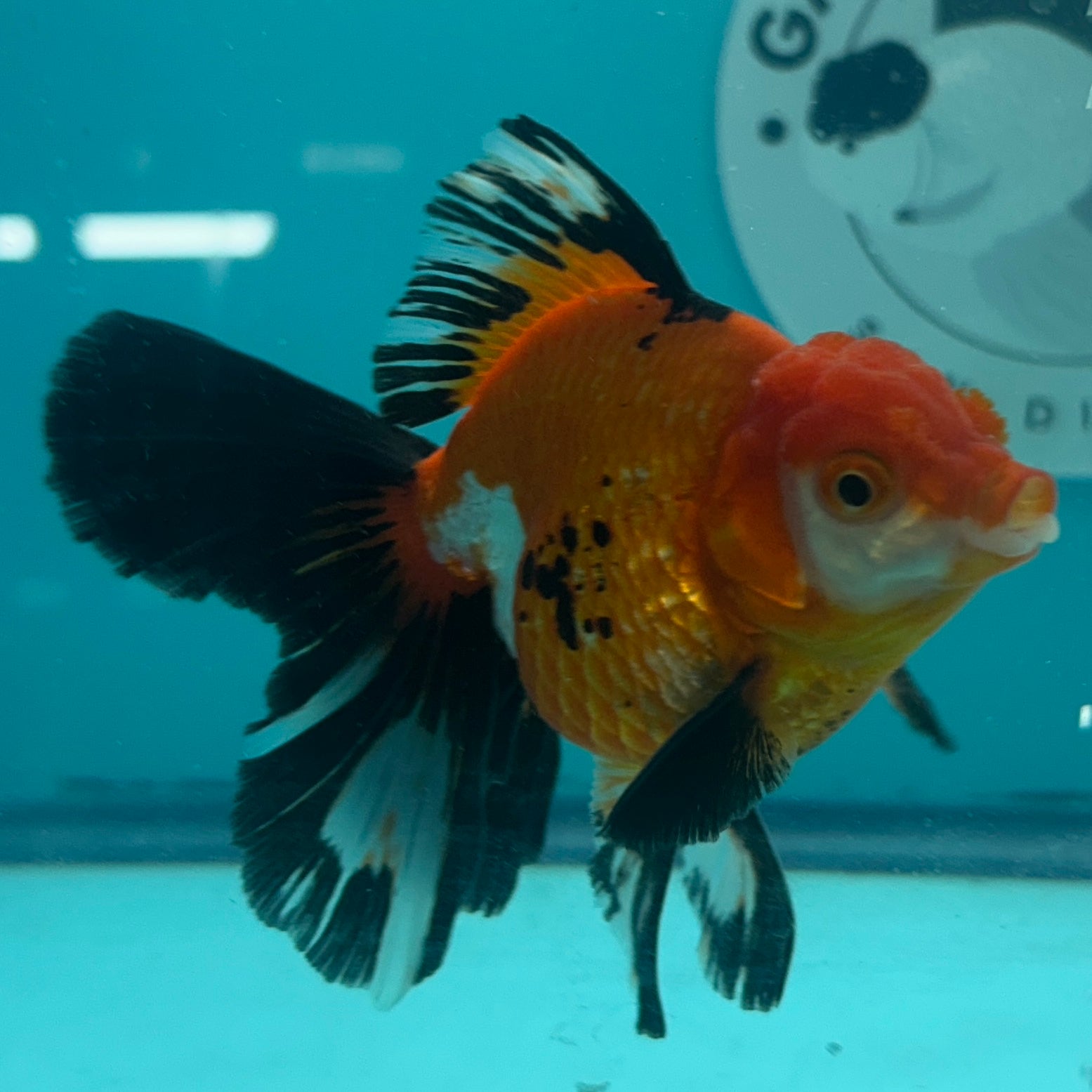 Live Premium Fancy Goldfish Thai Oranda Tri-Color 3" Male Body (SAK-001)