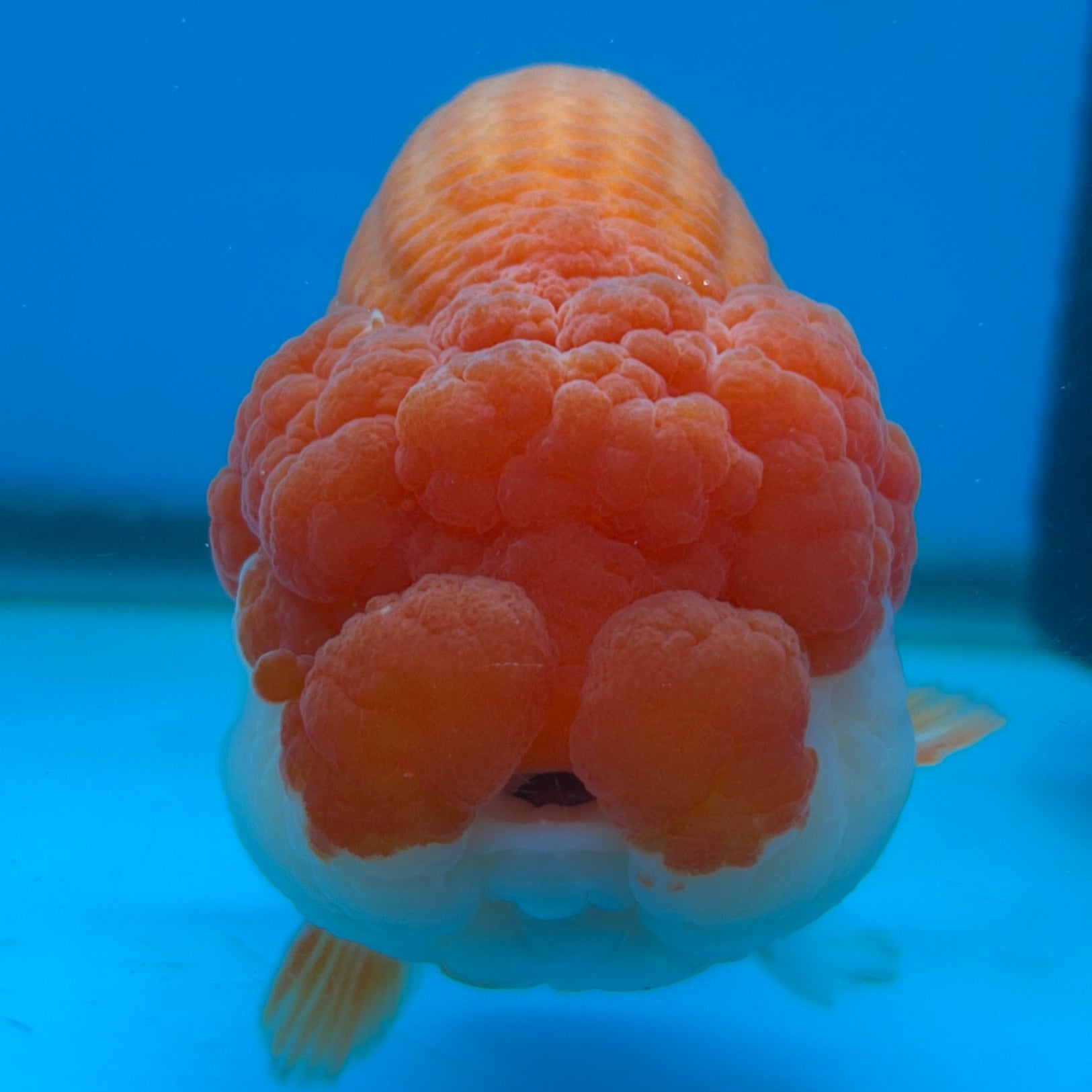 Live Premium Fancy Thai Jumbo Ranchu Red & White 4”-5” Body Size