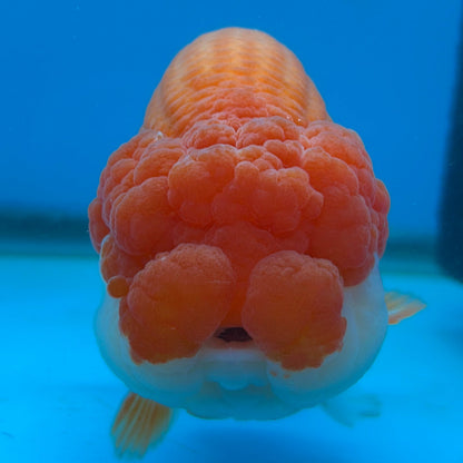 Live Premium Fancy Thai Jumbo Ranchu Red & White 4”-5” Body Size