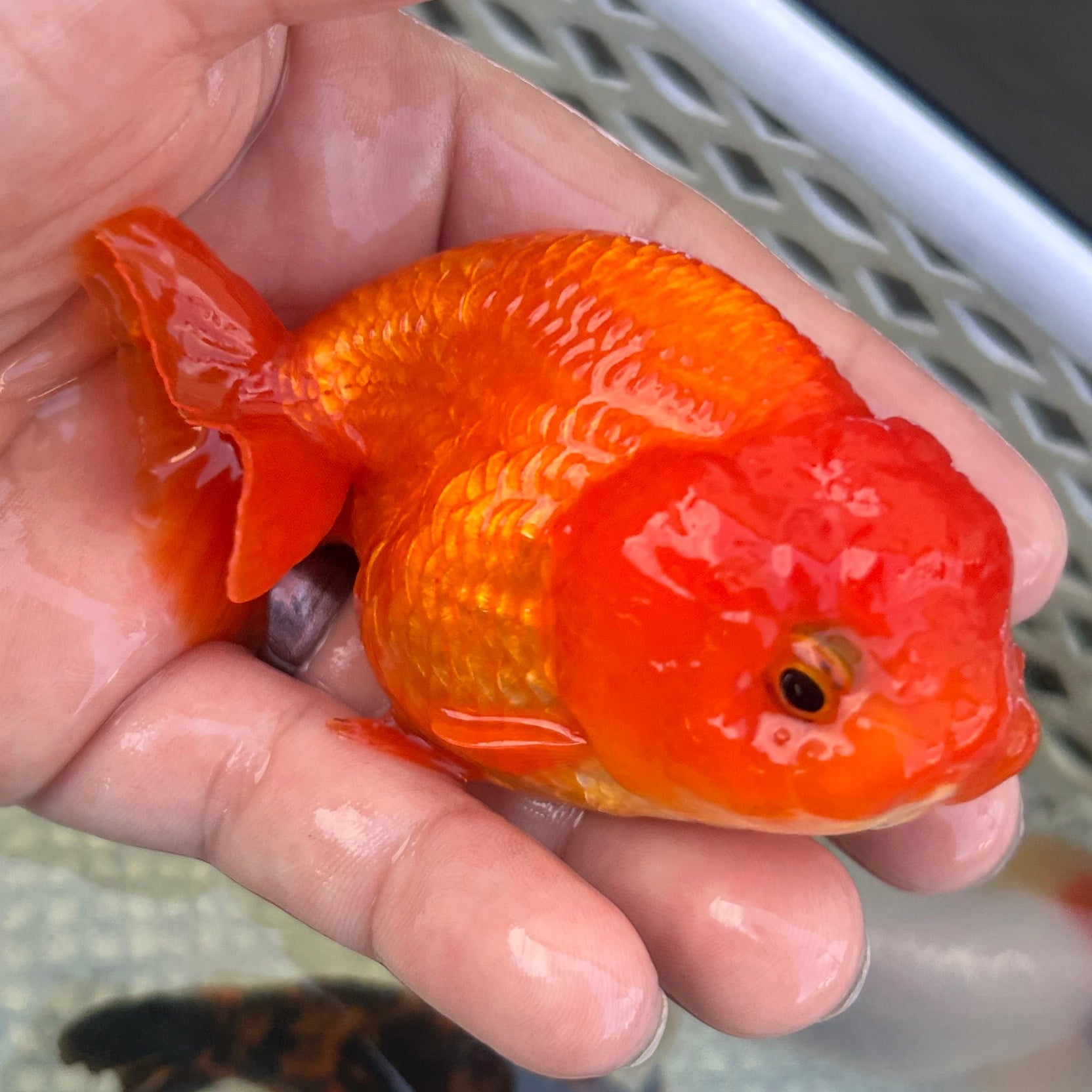 Live Premium Fancy Goldfish Thai Lionchu Lucky Red 3” body Male 5 Months (JC-144) BlackTub#2