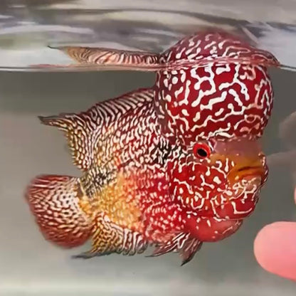 Live Freshwater Fish Kamfa F3 Flowerhorn Cichlid (Standard/Premium Grade) (Our Choice)