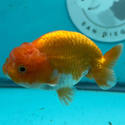 An orange and white ramsello fish swimming in a blue-tinted aquarium, with a Garage Aquatics San Diego sticker visible on the back wall.