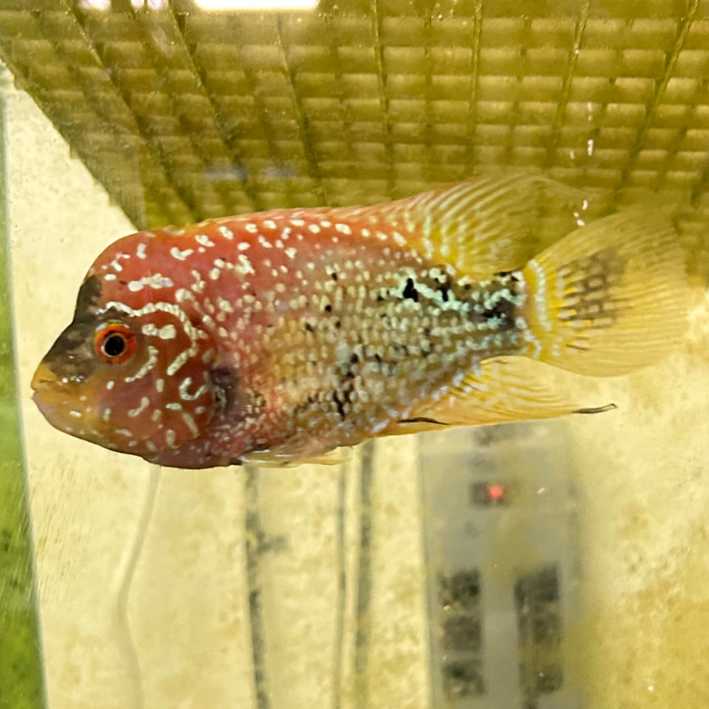 Live Freshwater Golden Base Kamfa 3"+ Male Flowerhorn by Snow X Breed Thailand (FH-001)