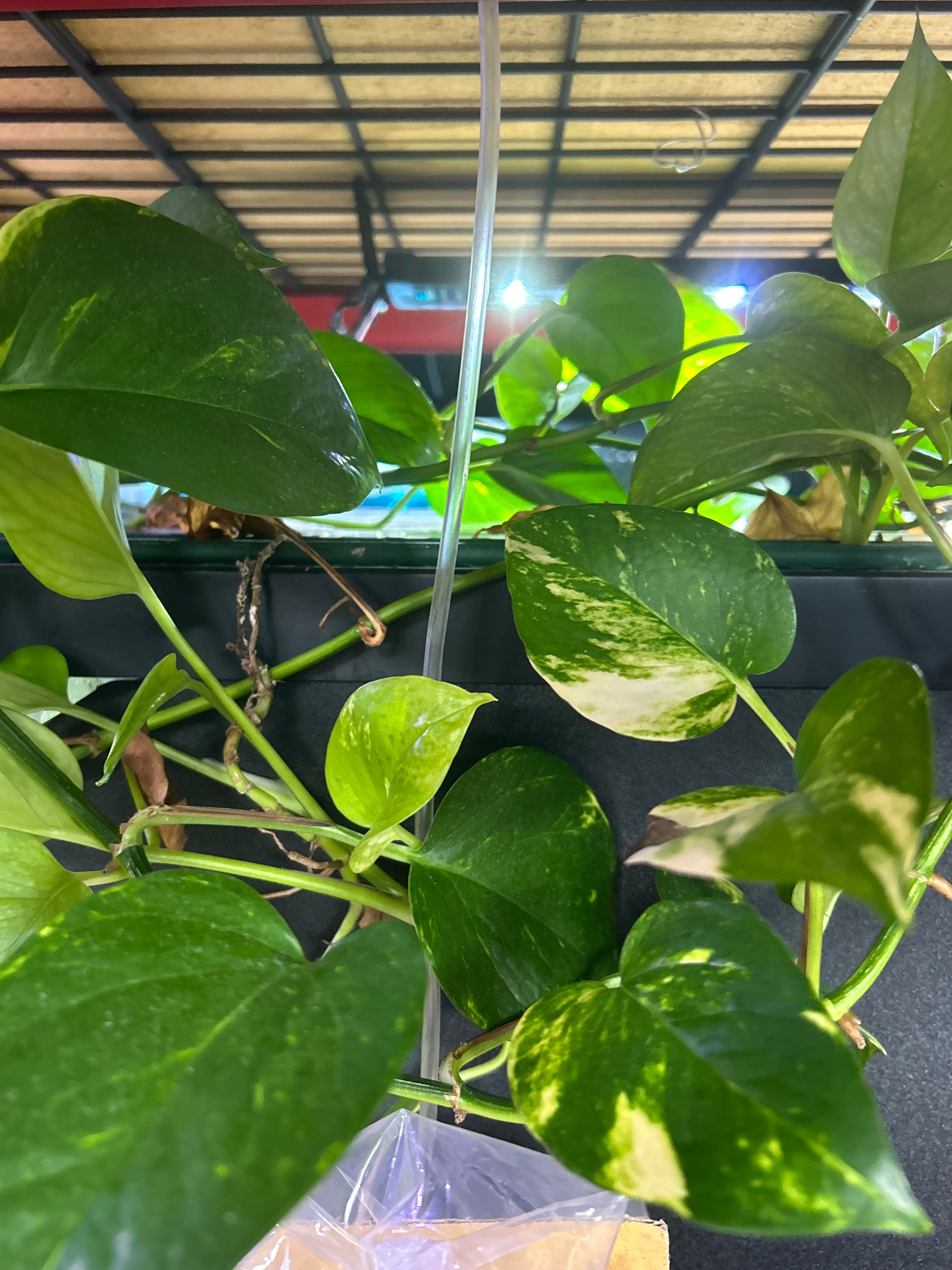 Live Pothos Natural Nitrate Absorber & Algae Control Plant