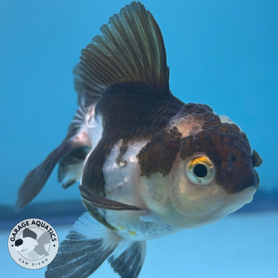 Live Premium Fancy Goldfish Thai Oranda Panda 2” body R1A01(JUS-003)