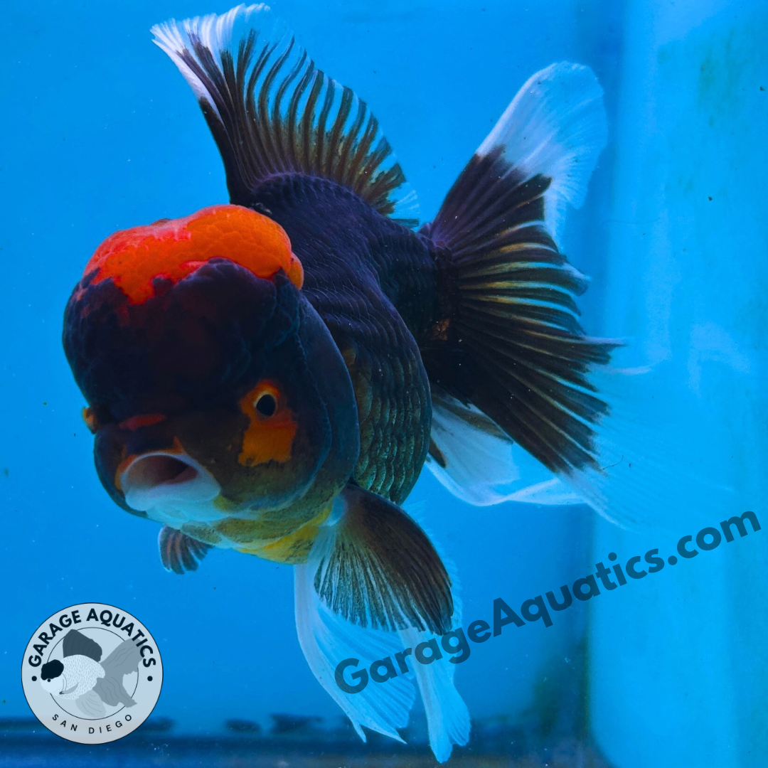 Live Premium Fancy Goldfish Thai Oranda Red Cap Black Body 3.5” body Male 8 Months (JC-109) Show Tank