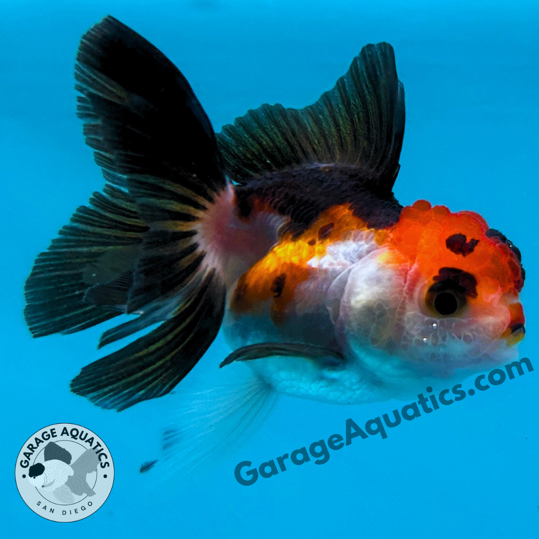 Live Premium Fancy Goldfish Thai Oranda Tri-Color 2" Body 3 Months (JC-104) R1C02