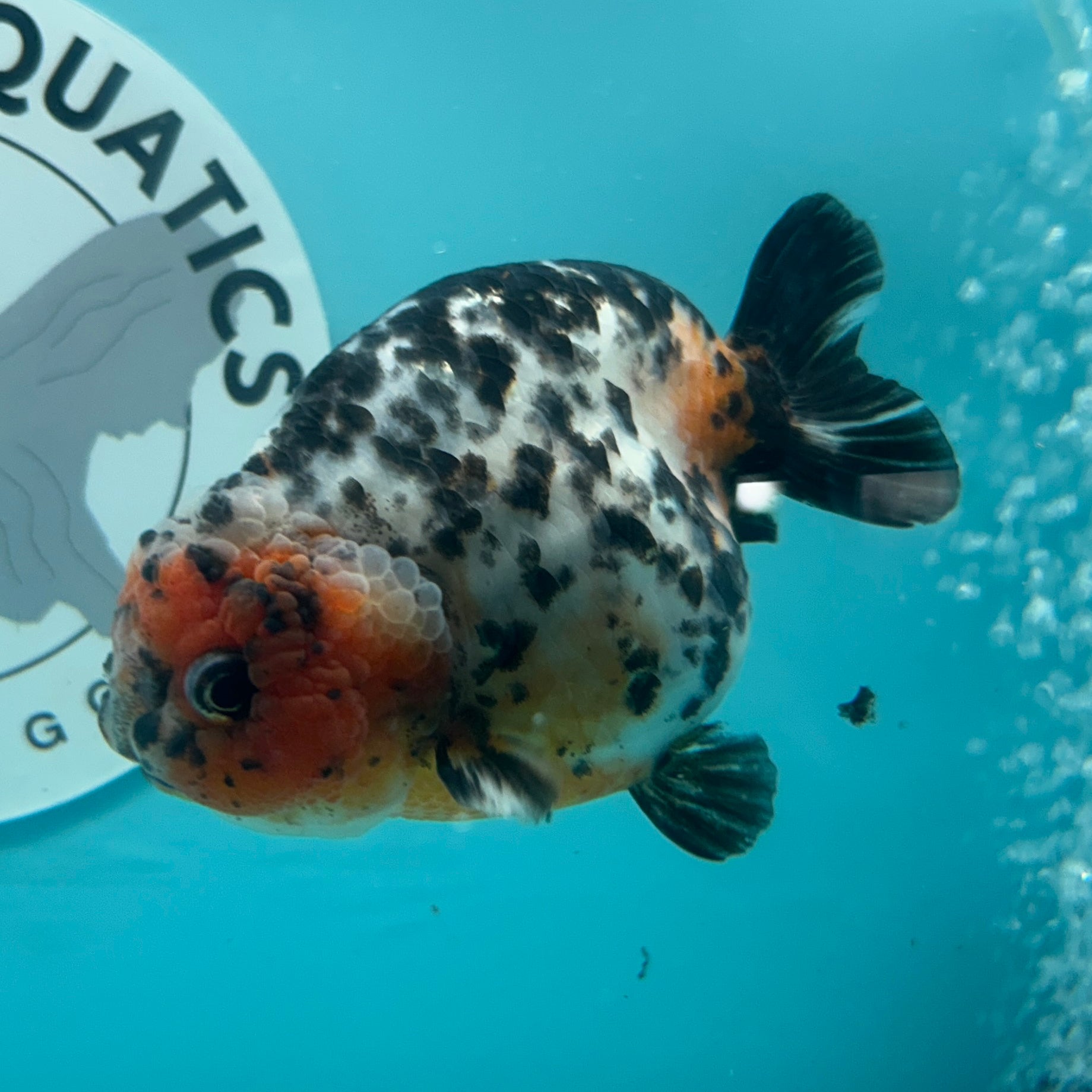 Chinese Ranchu Cow 3.5" Male (CHN-001)