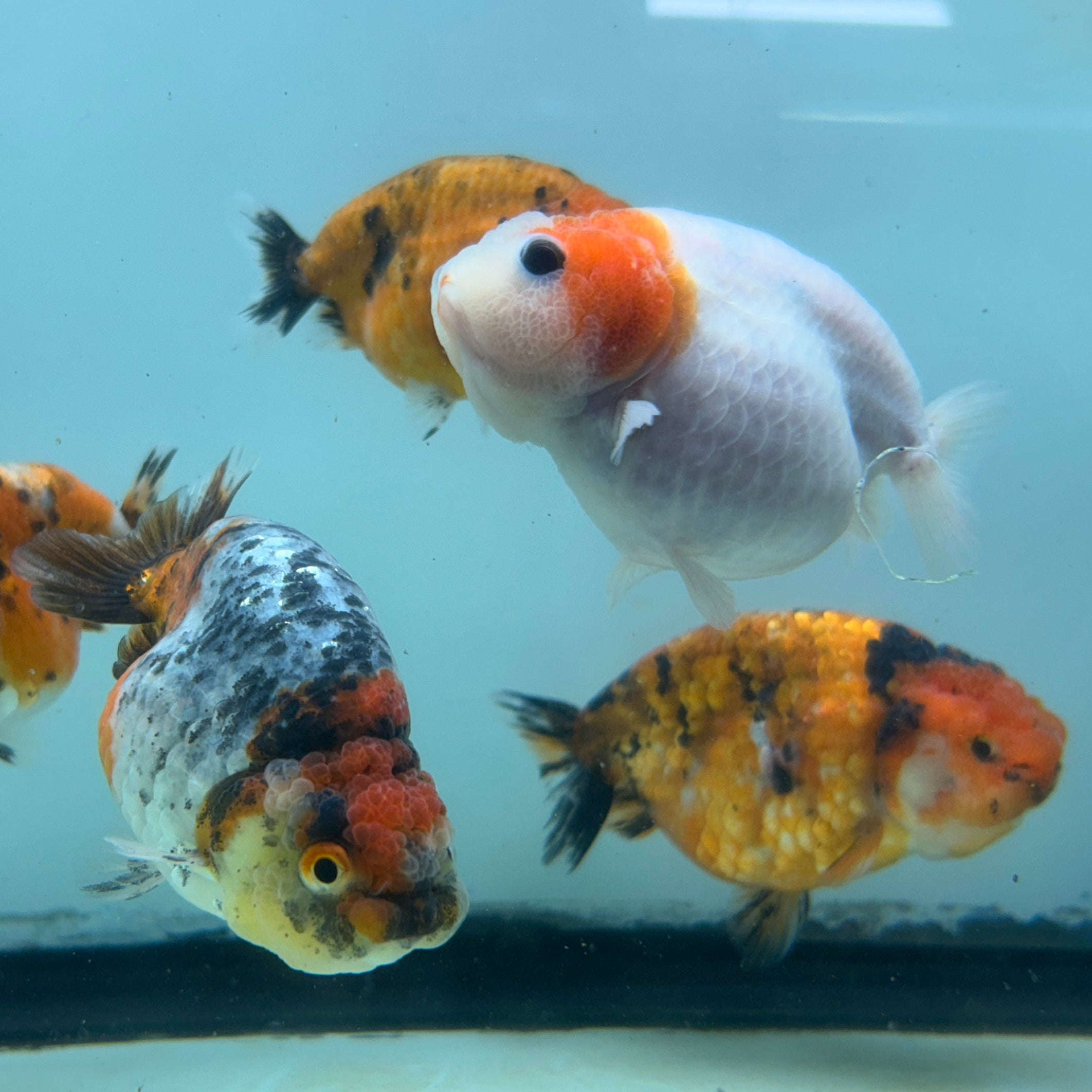 Live Fancy Goldfish Thai Ranchu Tiger Calico 3"-3.5" Body Ready to Ship (OUR CHOICE)