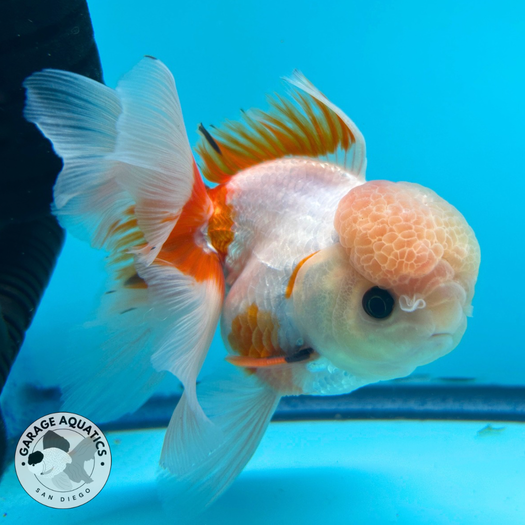 Live Premium Fancy Goldfish Thai Oranda Red & White Button Eyes Large Wen Orchid Tail Male 3.5” Body 8 Months (JC-067)