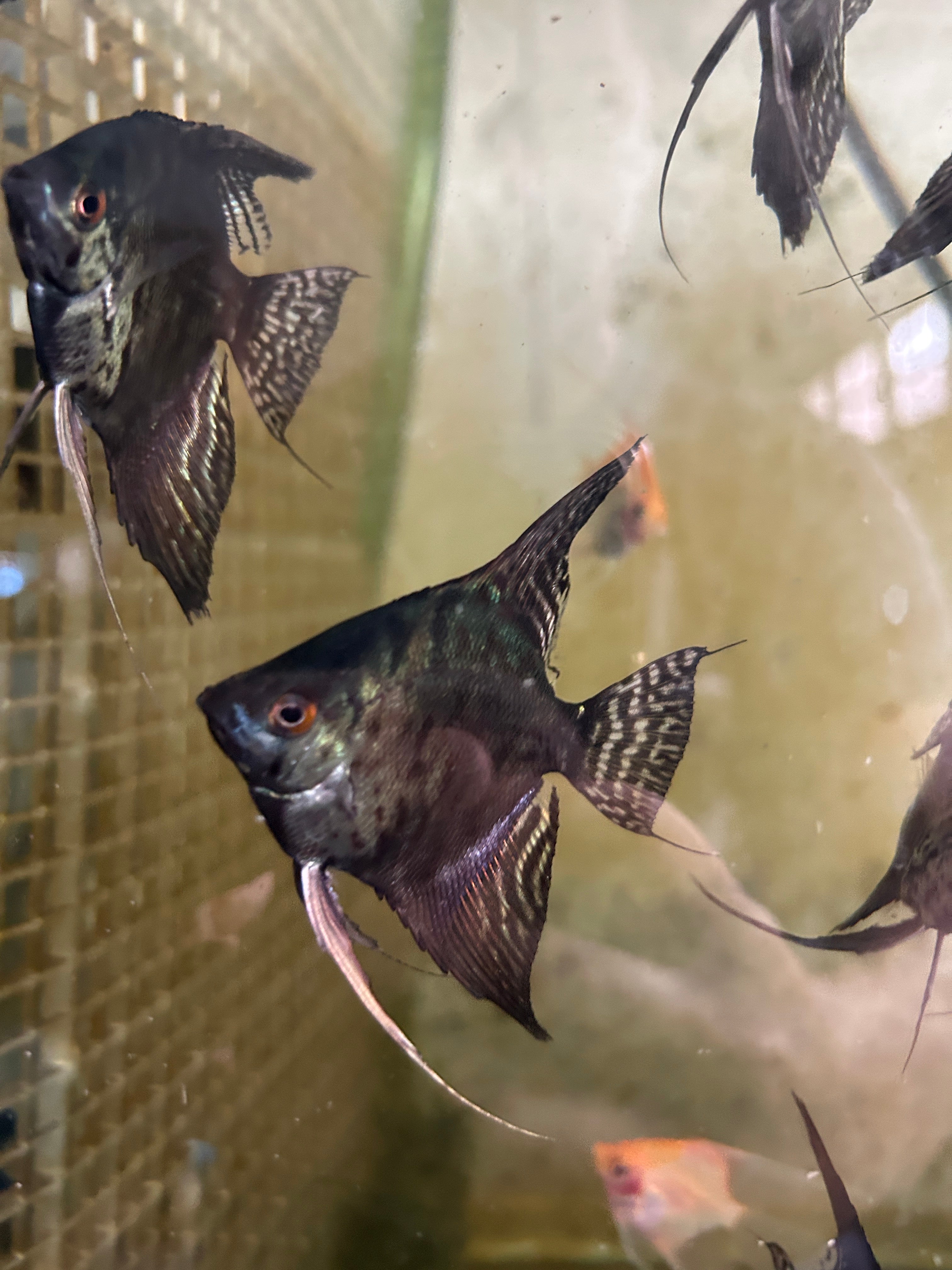 Live Fancy Fish – Pinoy Leopard Angelfish VIP Grade – Direct From Farm