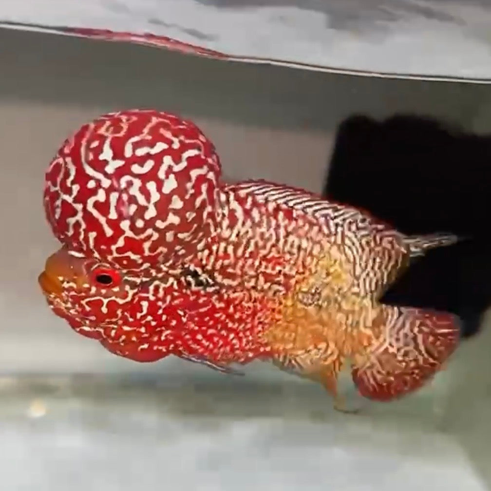 Live Freshwater Fish Kamfa F3 Flowerhorn Cichlid (Standard/Premium Grade) (Our Choice)