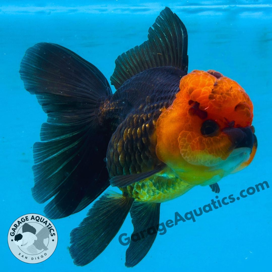 Live Premium Fancy Goldfish Thai Oranda Red Cap Black Body 3.5” body Female 8 Months (JC-108) Show Tank