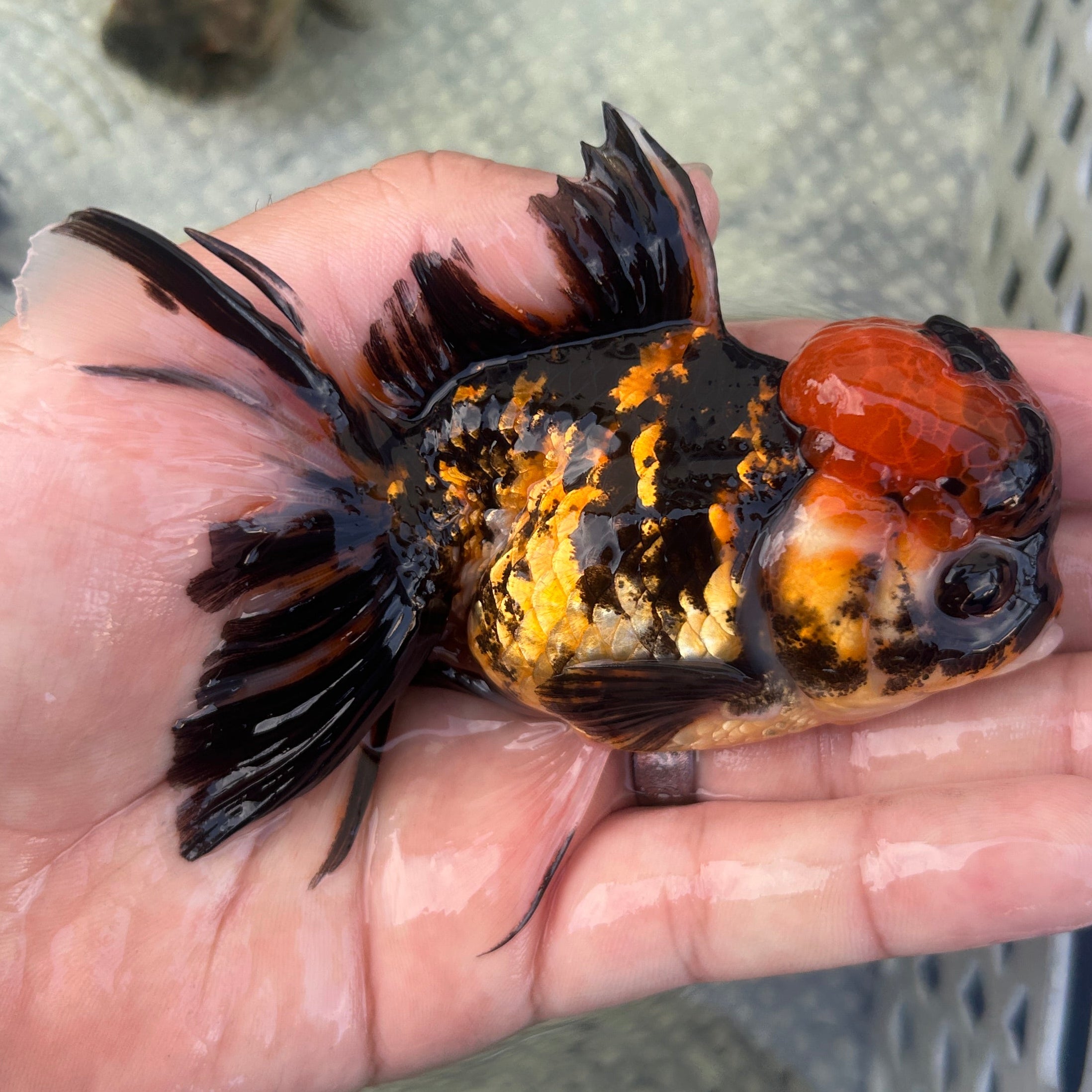 Live Premium Fancy Goldfish Thai Oranda Red Tiger 3.5” body Male 7 Months (JC-146) BlackTub#2