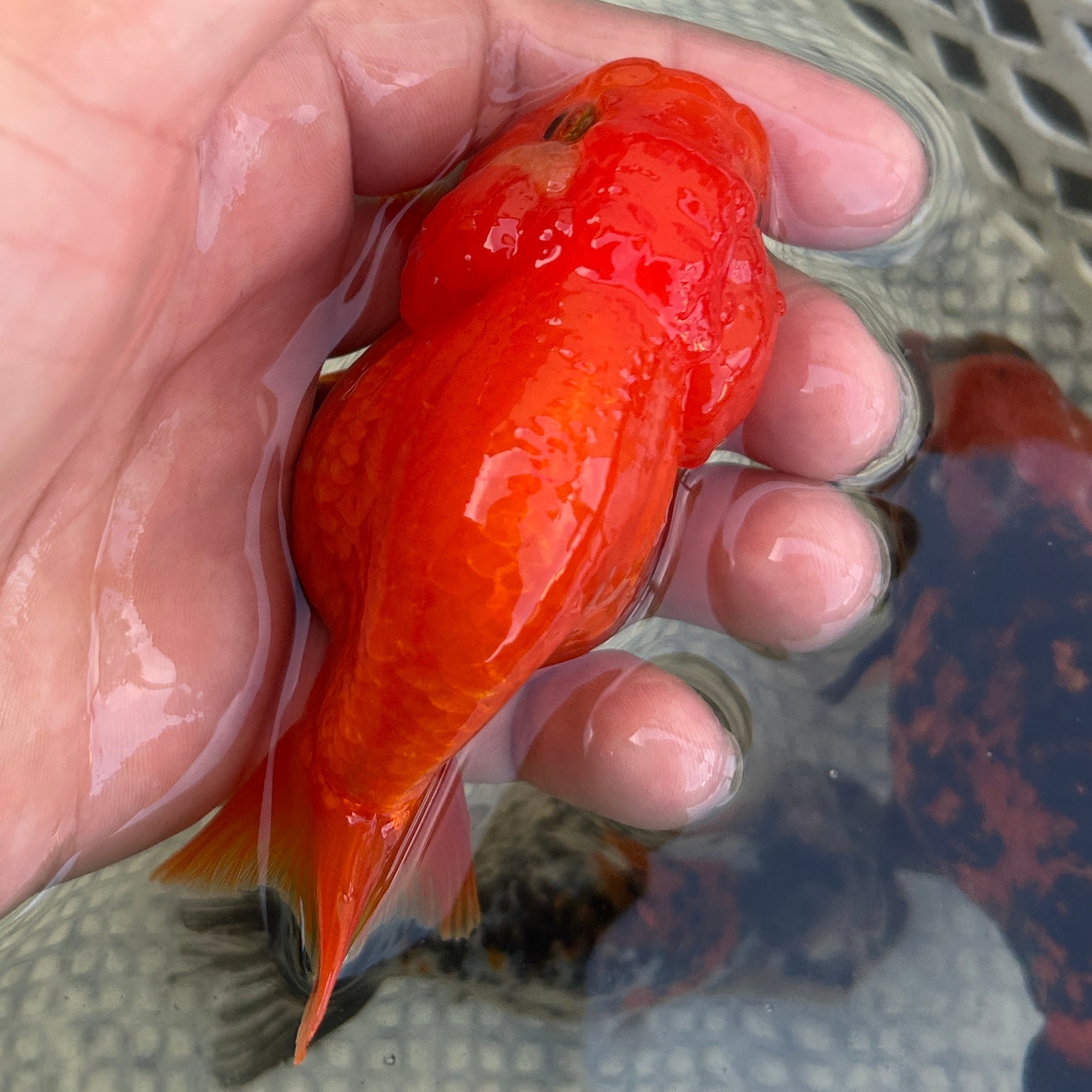 Live Premium Fancy Goldfish Thai Lionchu Lucky Red 3” body Male 5 Months (JC-144) BlackTub#2