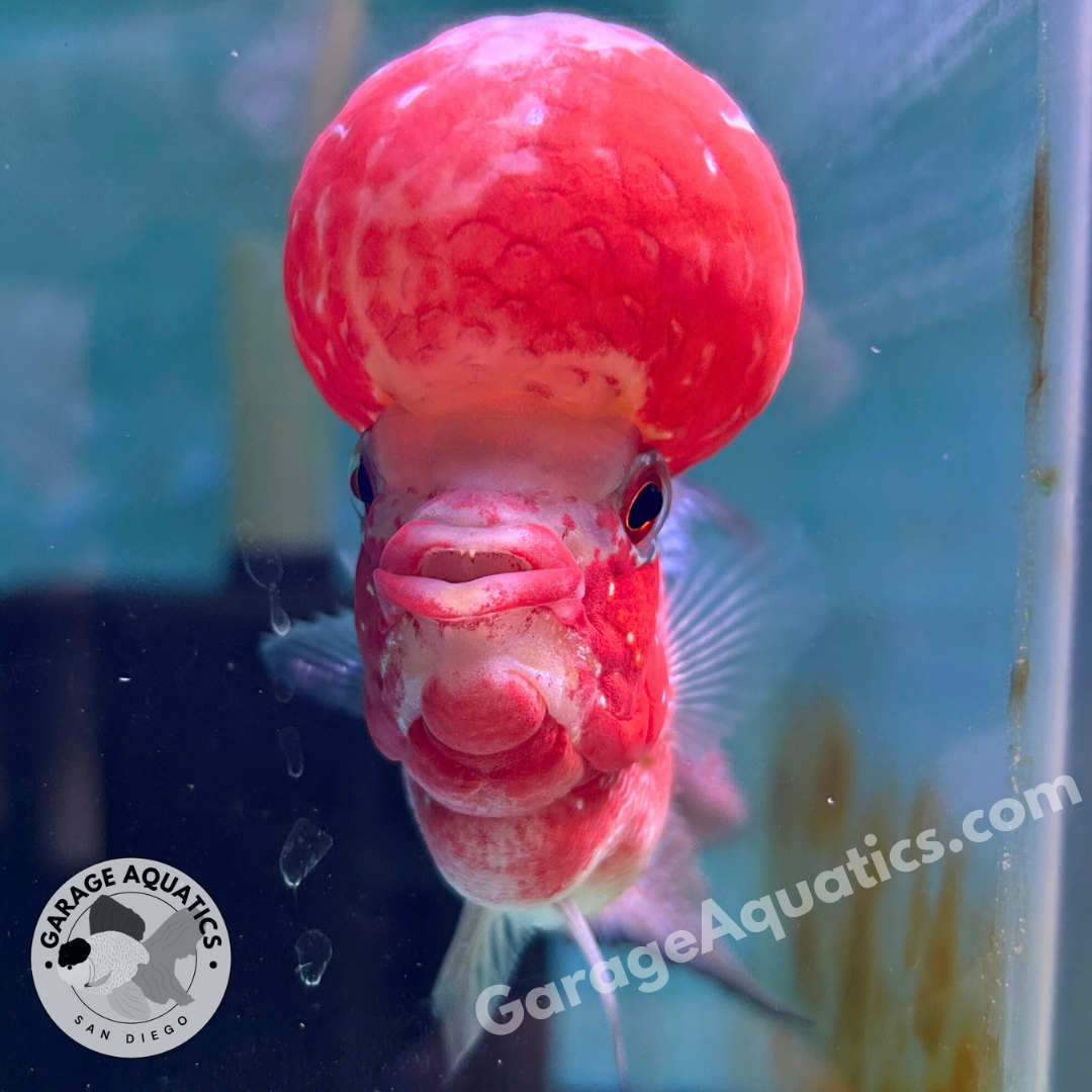 Super Red Dragon Flowerhorn MALE 5" inch BIG KOK