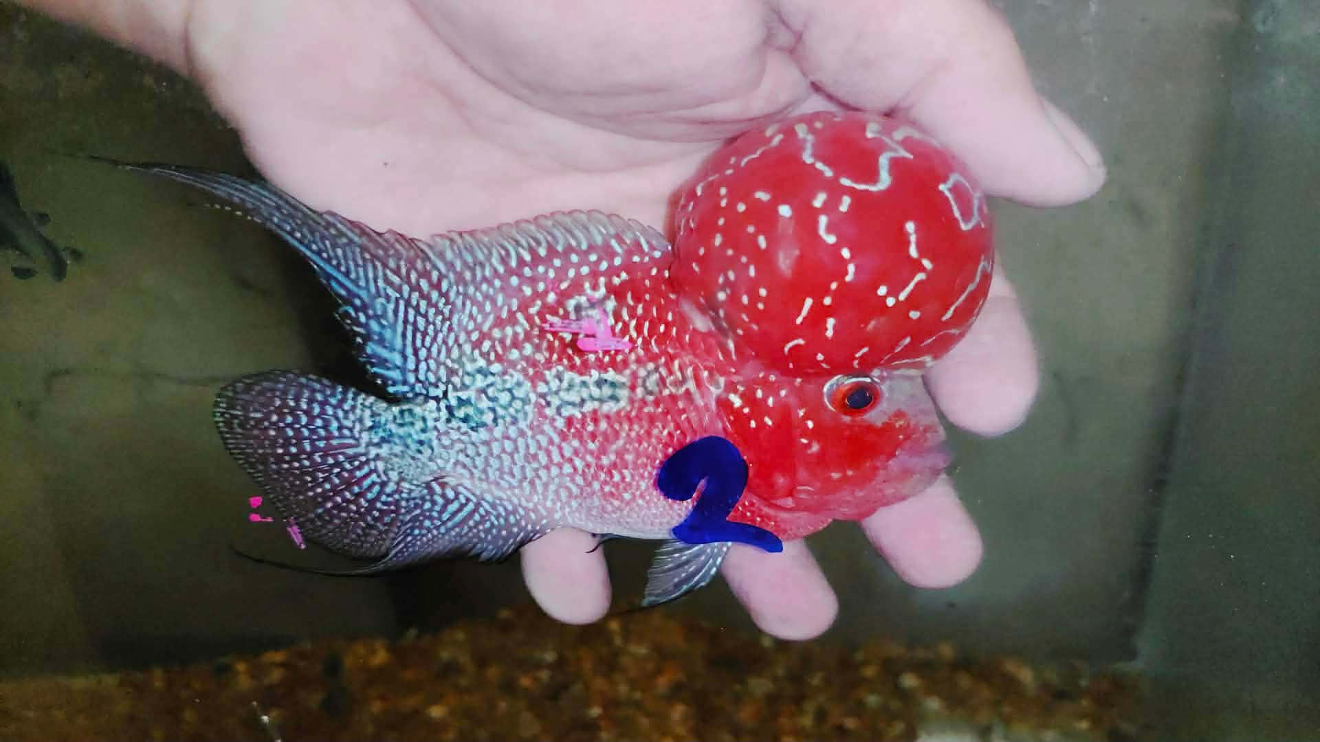 Super Red Dragon Flowerhorn MALE 4" inch MONSTER KOK (SRD-026)