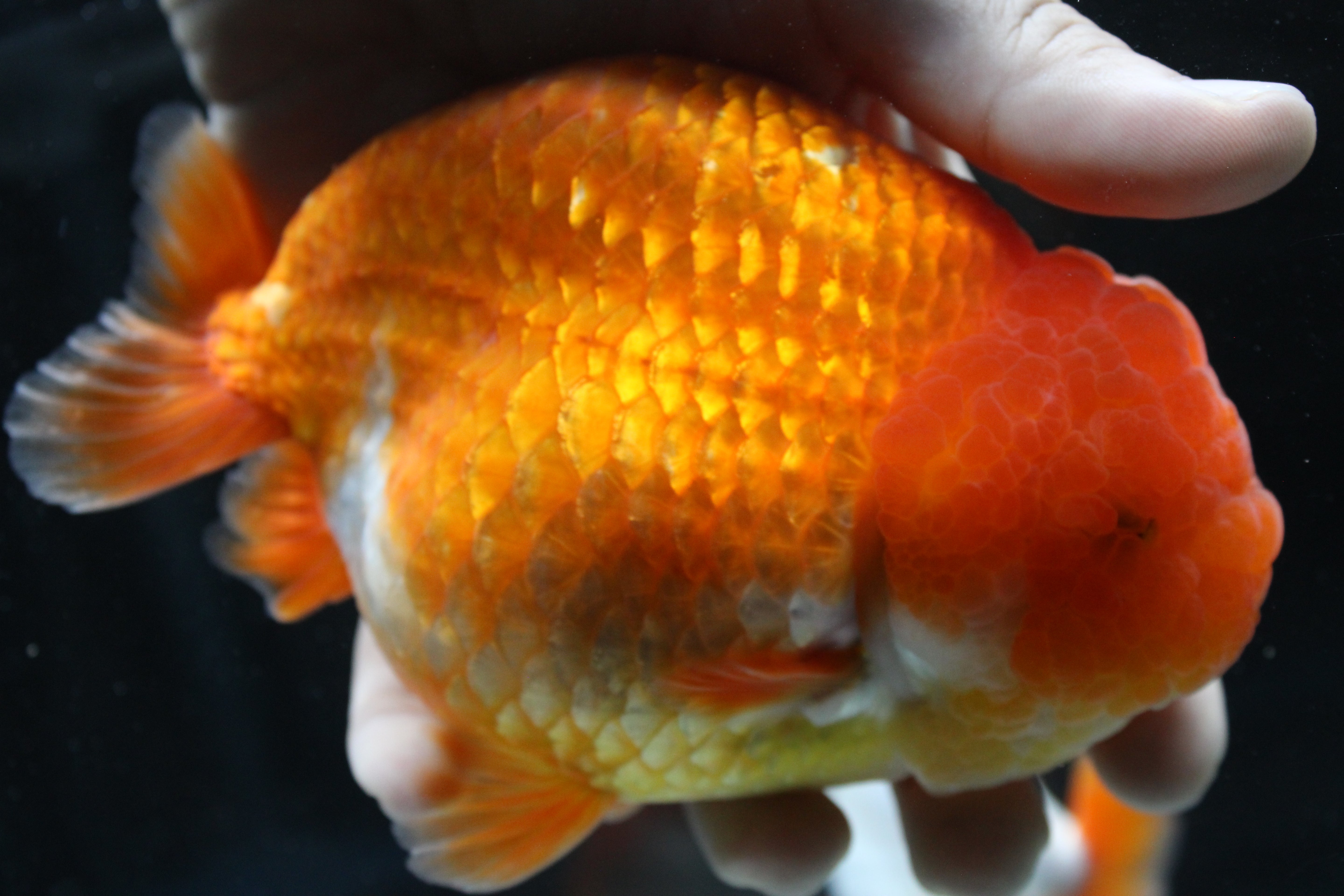 JUMBO/GIANT Thai Ranchu Lucky Red Short Tail 4.5" Strong Body Structure Male 9 Months