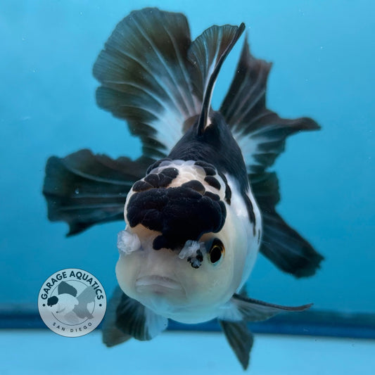 Grade AAA Thai Oranda Panda Rose Tail Strong Body Structure 3.5” Body Male 8 Months (JC-007)