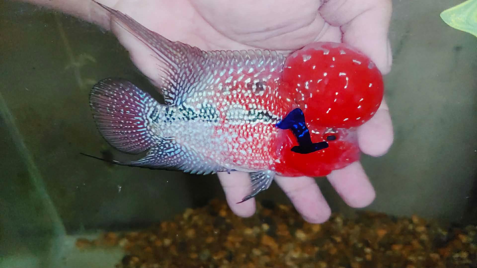 Super Red Dragon Flowerhorn MALE 4" inch MONSTER KOK (SRD-025)