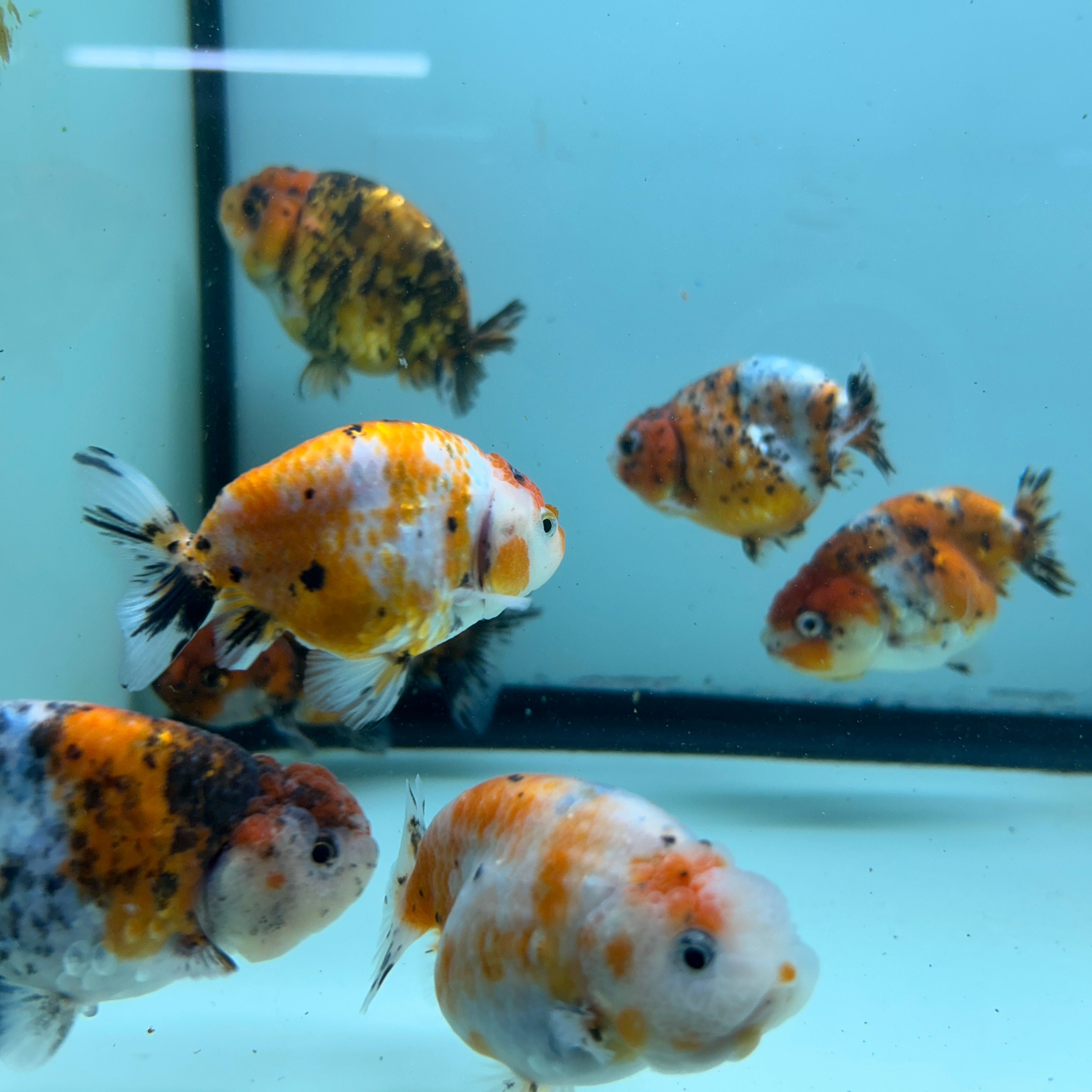 Live Fancy Goldfish Thai Ranchu Tiger Calico 3"-3.5" Body Ready to Ship (OUR CHOICE)