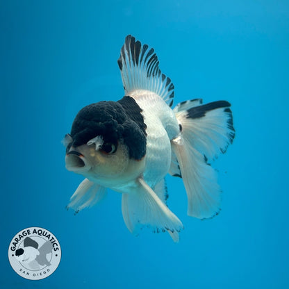 Grade A Thai Oranda Panda Rose Tail Strong Body Structure 3.5” Body Male 8 Months (JC-023)