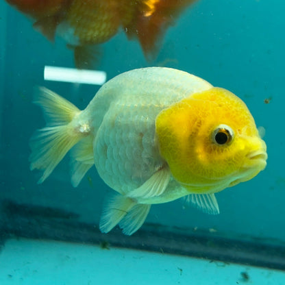 Live Premium Fancy Goldfish Thai Lionchu White Lemon Head 3" Female Body (DON-009)