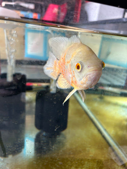 Albino Oscar 5-6 Inch