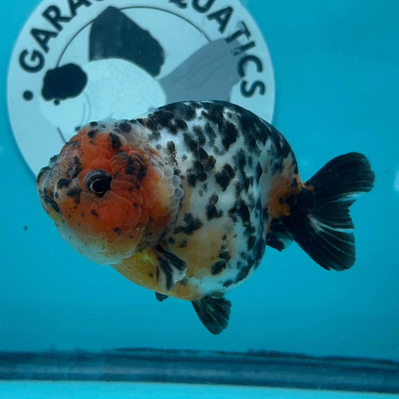 Chinese Ranchu Cow 3.5" Male (CHN-001)