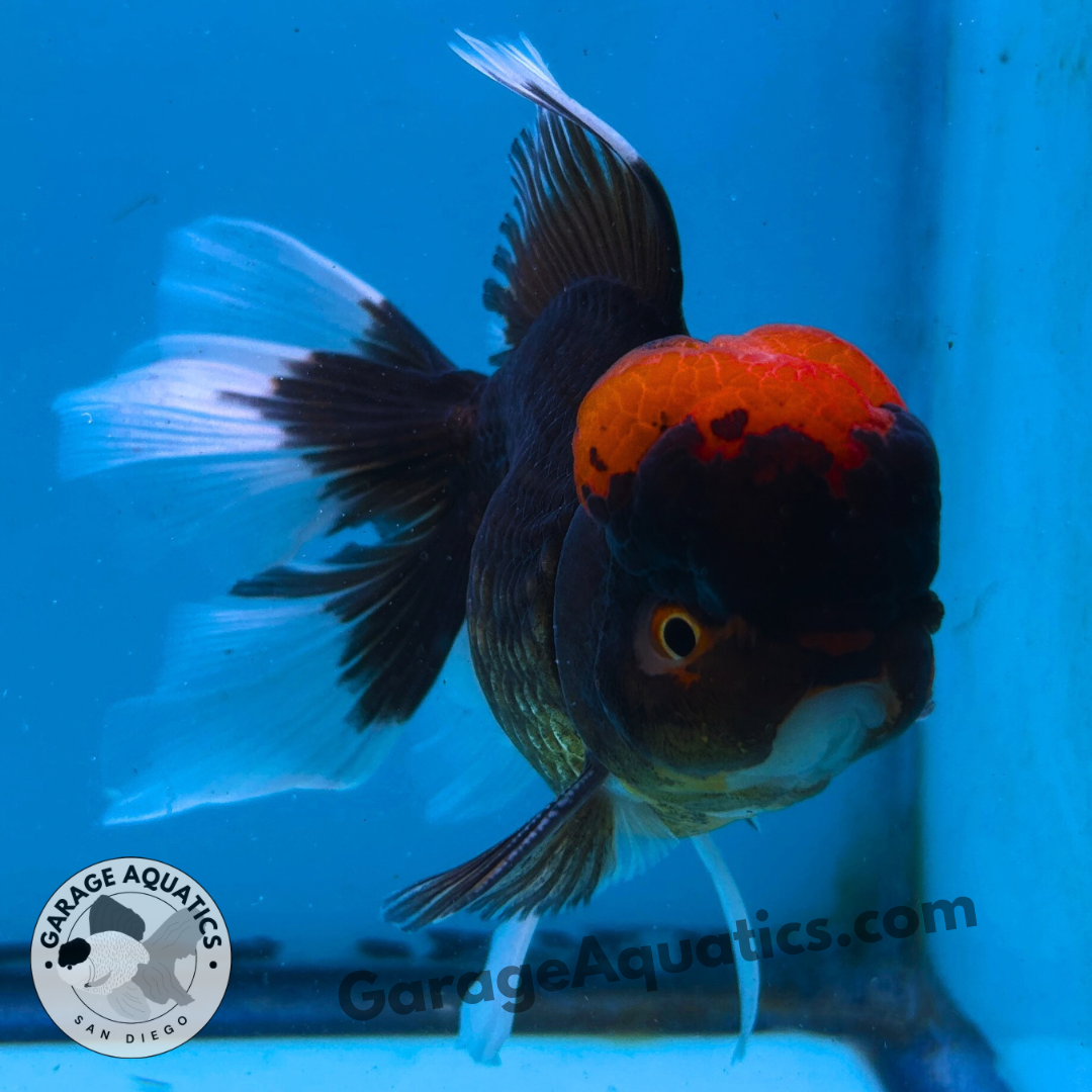 Live Premium Fancy Goldfish Thai Oranda Red Cap Black Body 3.5” body Male 8 Months (JC-109) Show Tank