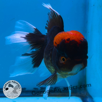 Live Premium Fancy Goldfish Thai Oranda Red Cap Black Body 3.5” body Male 8 Months (JC-109) Show Tank