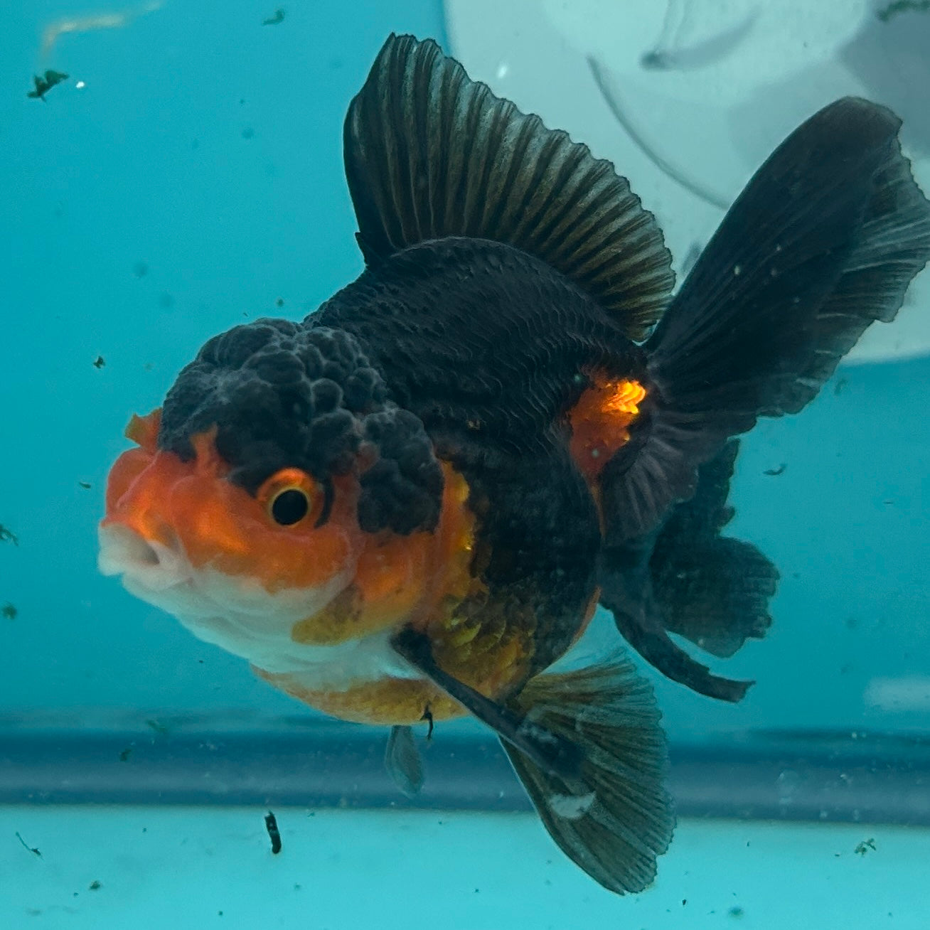 Live Premium Fancy Goldfish Thai Oranda Apache 2.5" Male Body (SAK-004)