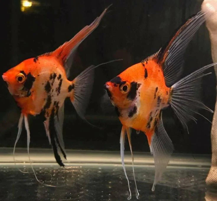 Live Fancy Fish – Red Devil (Super Red) Angel Fish, Rare Line-Bred Pterophyllum Scalare – Direct from Farm