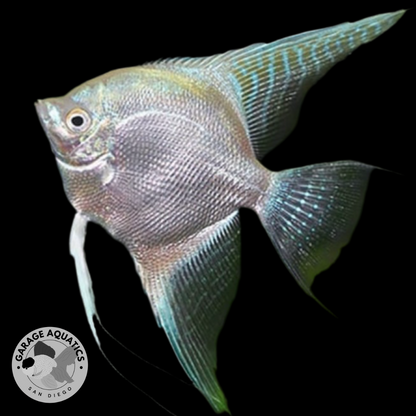 Live Fancy Fish – Diamond Koi Angelfish – Stunning Line-Bred Pterophyllum Scalare – Direct From Farm