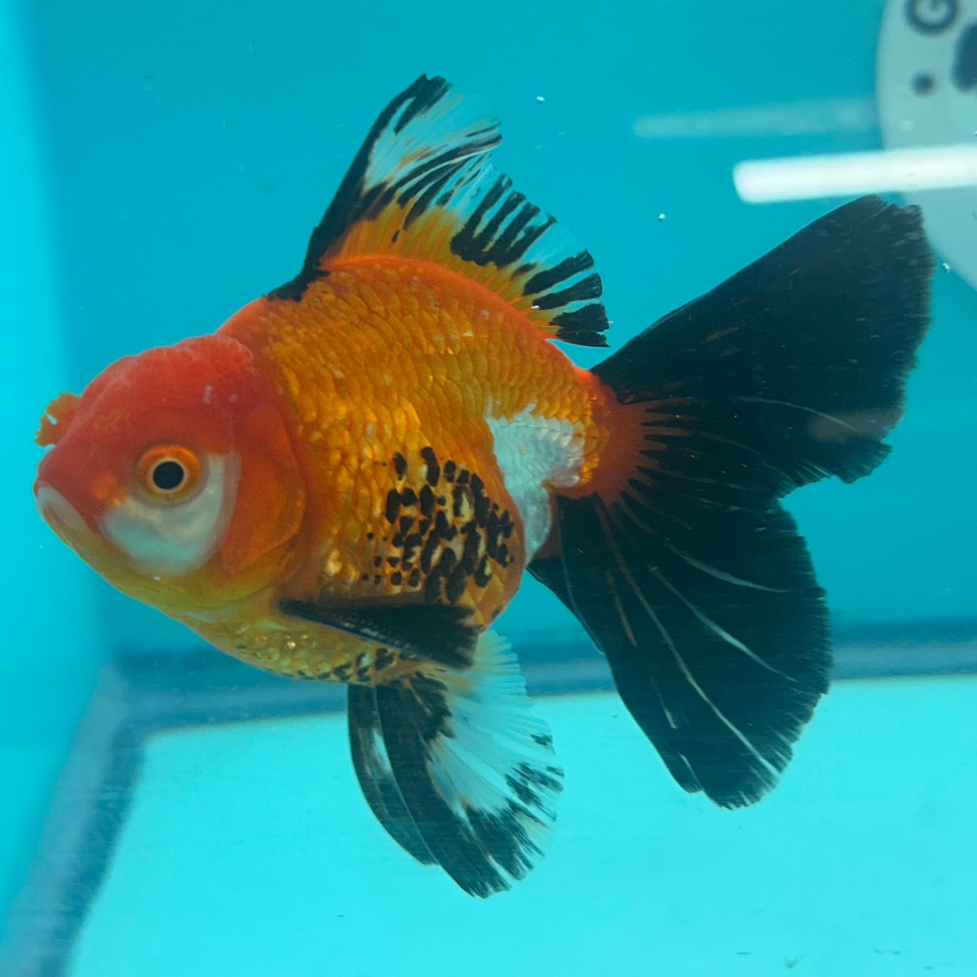 Live Premium Fancy Goldfish Thai Oranda Tri-Color 3" Male Body (SAK-001)
