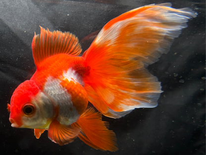 High-Quality Thai Fantail Oranda 2" Male