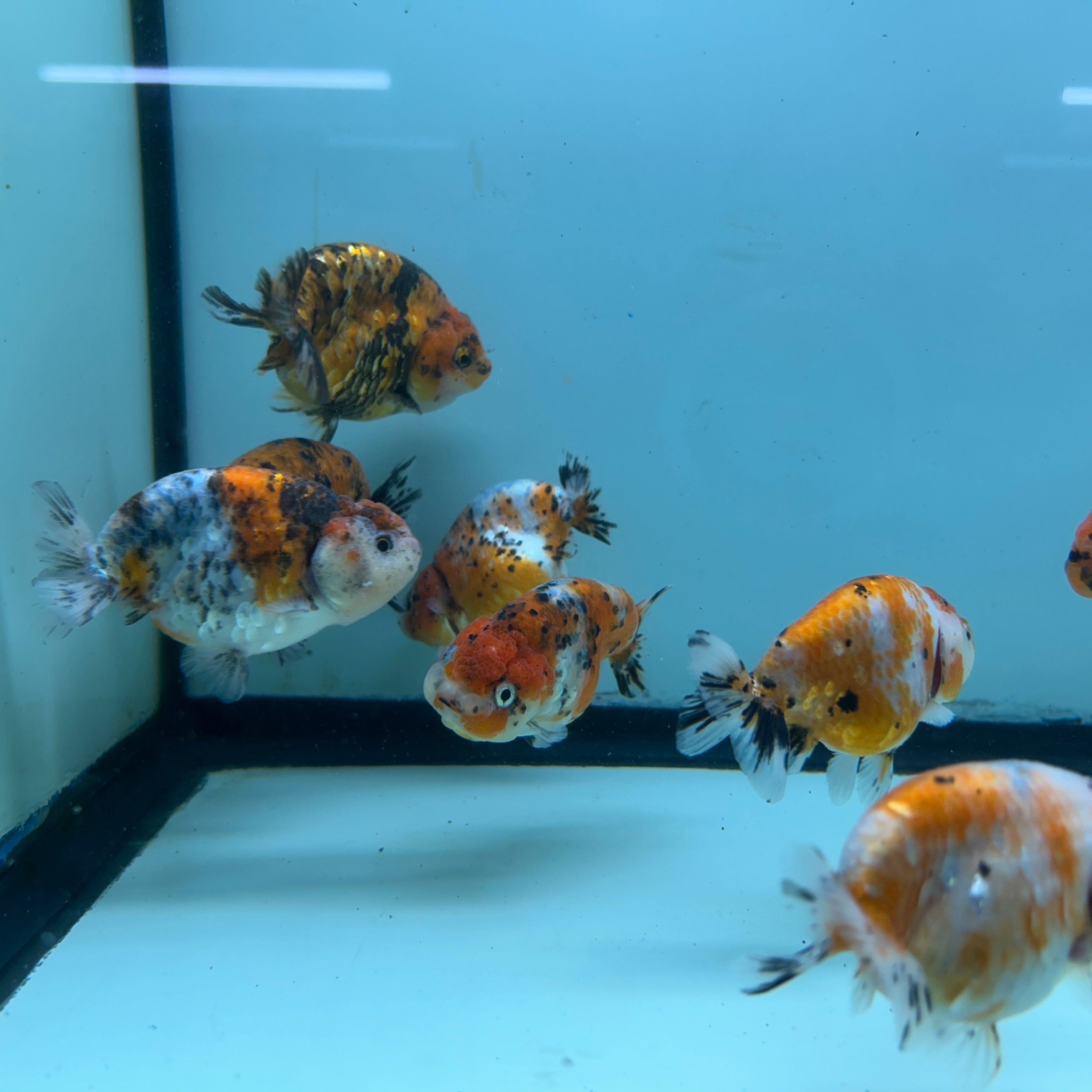 Live Fancy Goldfish Thai Ranchu Tiger Calico 3"-3.5" Body Ready to Ship (OUR CHOICE)