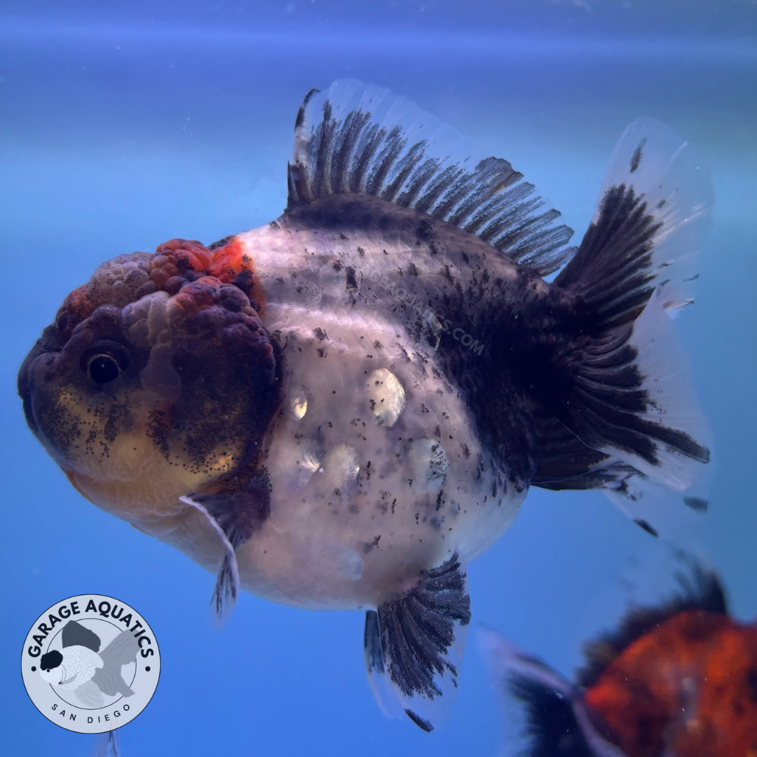 Live Premium Fancy Goldfish Thai Oranda Yuanbao Calico 3” body Female (JC-089) R1C03