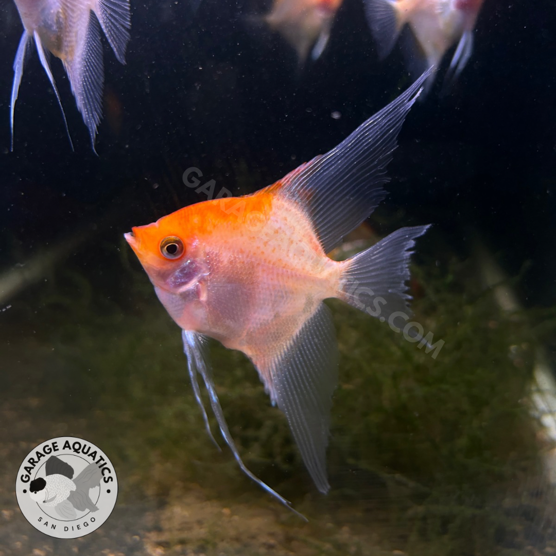 Live Fancy Fish – Sunset Longfin Angelfish – Rare Line-Bred Pterophyllum Scalare – Direct From Farm
