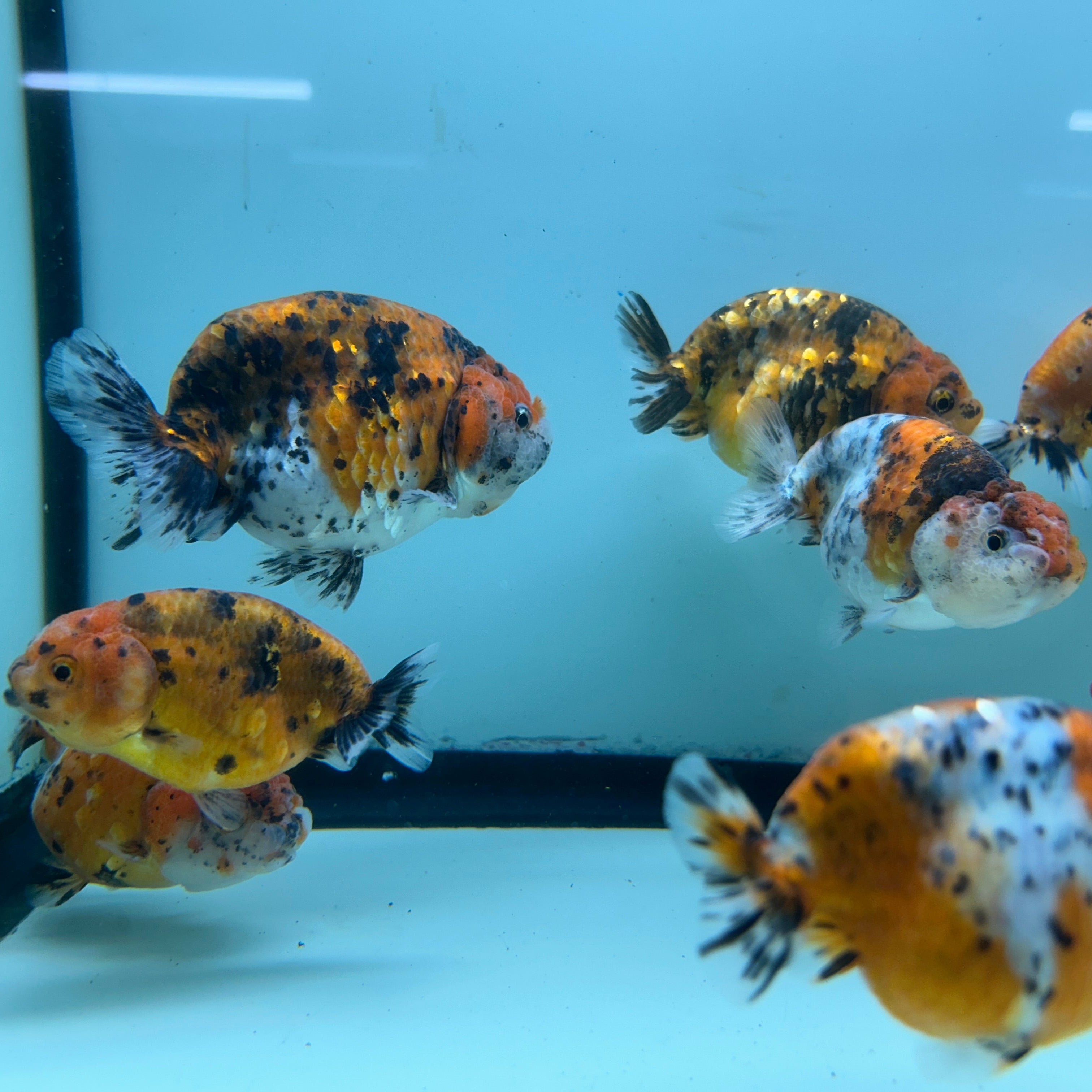 Live Fancy Goldfish Thai Ranchu Tiger Calico 3"-3.5" Body Ready to Ship (OUR CHOICE)