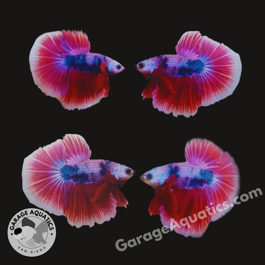 Live Male Betta Fancy Metallic Pink Tone Halfmoon (Our Choice)